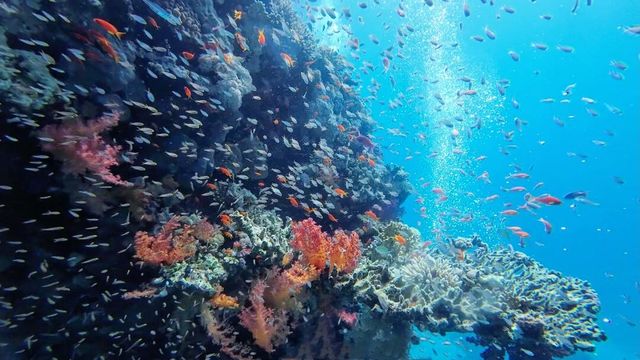 埃及紅海：您準備好體驗這個夢幻潛水勝地了嗎？