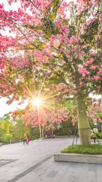 佛山石灣公園拍照打卡攻略！花開滿城