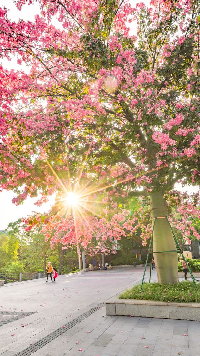 佛山石灣公園拍照打卡攻略！花開滿城