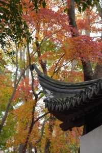 魔都覓秋|去秋霞圃感受秋色紅楓天花板