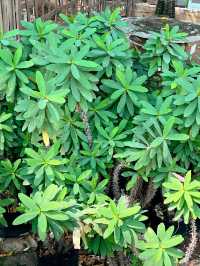 這裡是博茨瓦納，植物園一日遊～