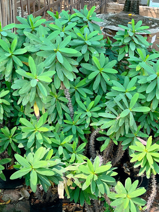 這裡是博茨瓦納，植物園一日遊～