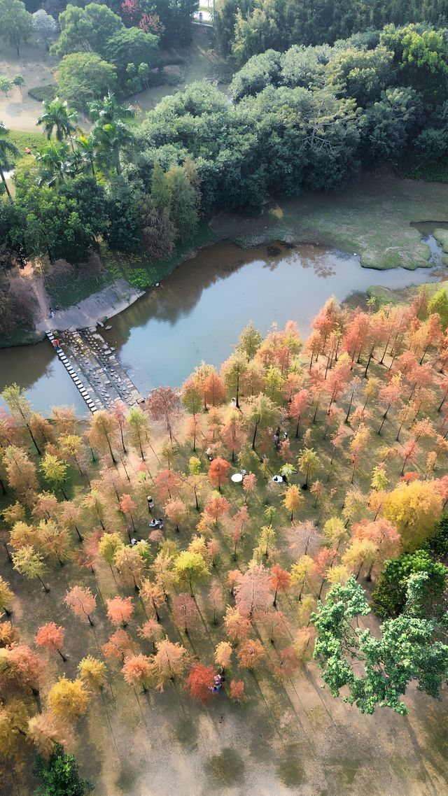 在深圳找到拍照打卡的絕美落羽杉森林 在深圳找到拍照打卡的絕美落羽杉森林