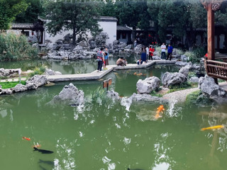 Explore the Baoding Bonsai Museum: A Wonderful Adventure in a Micro Green World