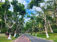 廈門濕地公園落羽杉紅了？？？
