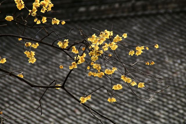 西安大興善寺～臘梅花開