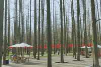 置身於綠色的海洋~~東平國家森林公園