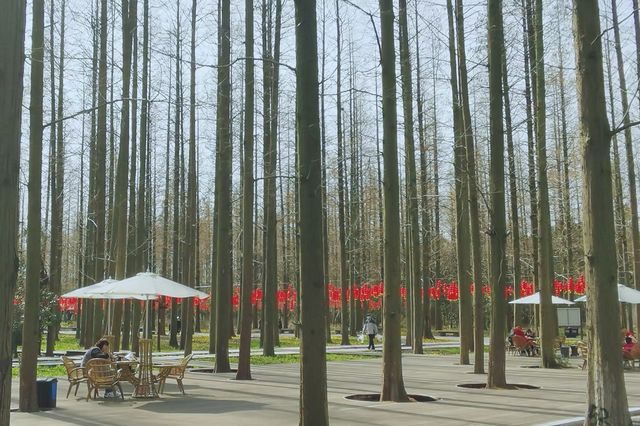 置身於綠色的海洋~~東平國家森林公園