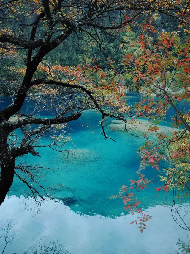 Chengdu–Jiuzhaigou Adventure: A Panda Encounter You Can't Miss