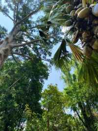 the Royal Botanical Gardens in Kandy, Sri Lanka