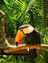 伊瓜蘇百鳥園