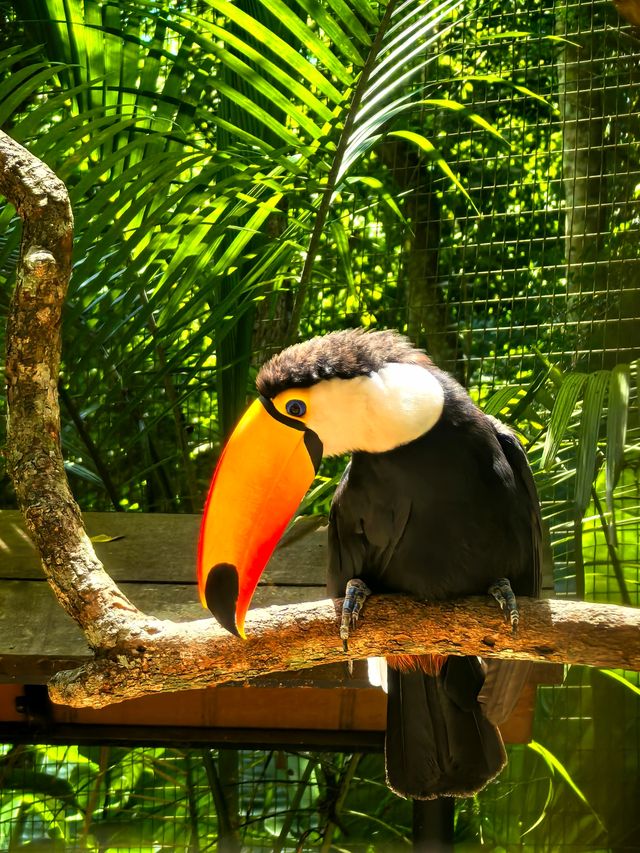 伊瓜蘇百鳥園