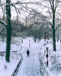 冬日中央公園：邂逅紐約的夢幻雪景