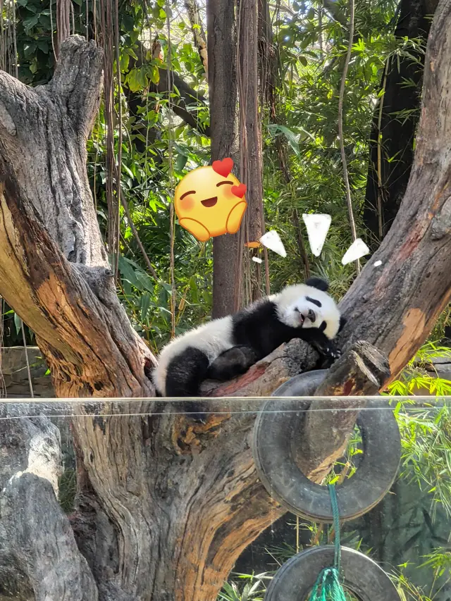 Guangzhou | Come see the cutest panda cub in Guangzhou, Mei Zhu!