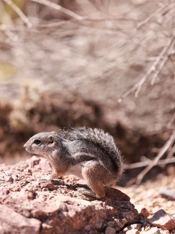 Exploring Phoenix Zoo in Arizona