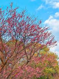 成都好去處