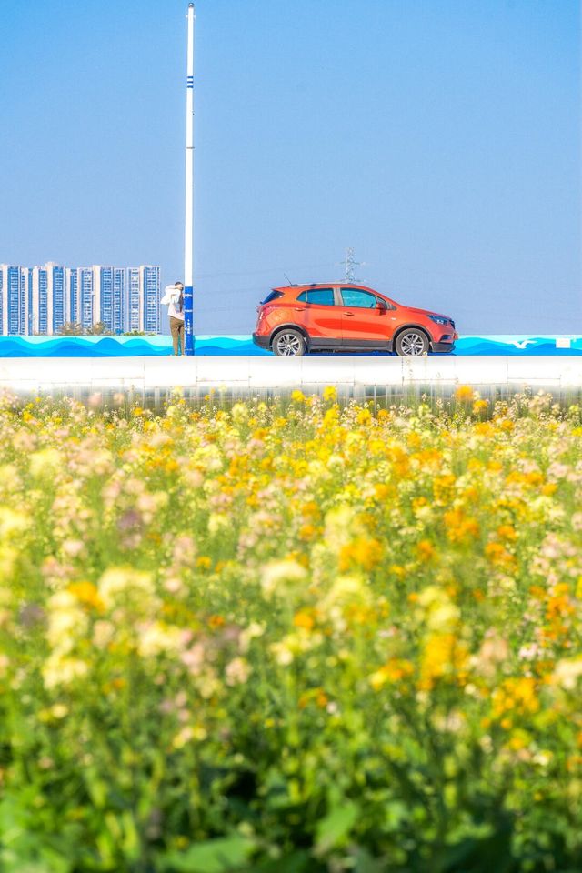 廣州油菜花海