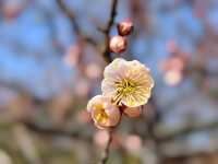 賞梅丨世紀公園