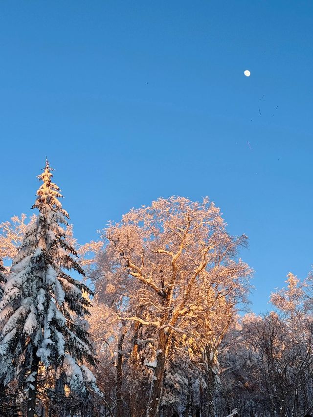 帶娃滑雪去哈爾濱-雪鄉 必備保姆級攻略來啦