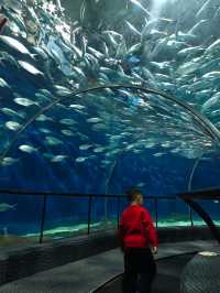 上海海洋水族館打卡超長海底隧道