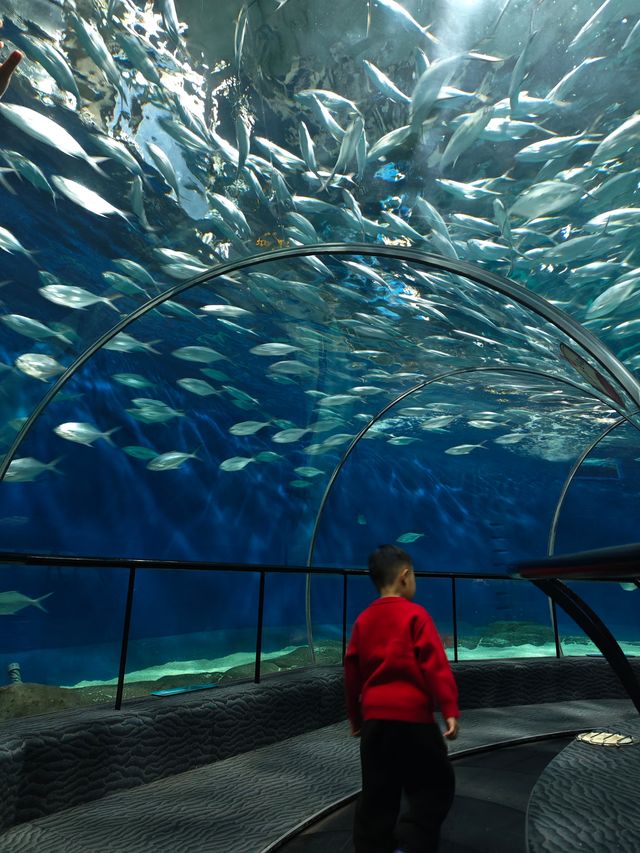 上海海洋水族館打卡超長海底隧道