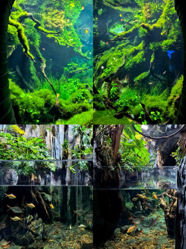 上海植物園，玻璃穹頂下的植物百科。