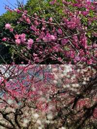 杭州超山，賞梅嘅聖地。
