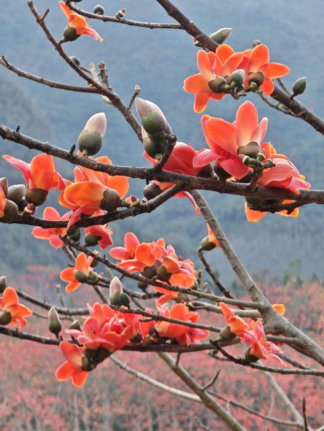 昌江木棉花梯田｜海南這個冷門又好看的縣城火了