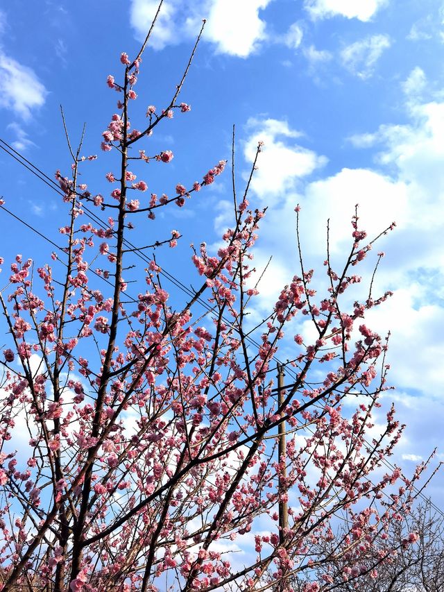 十里梅廊賞梅花