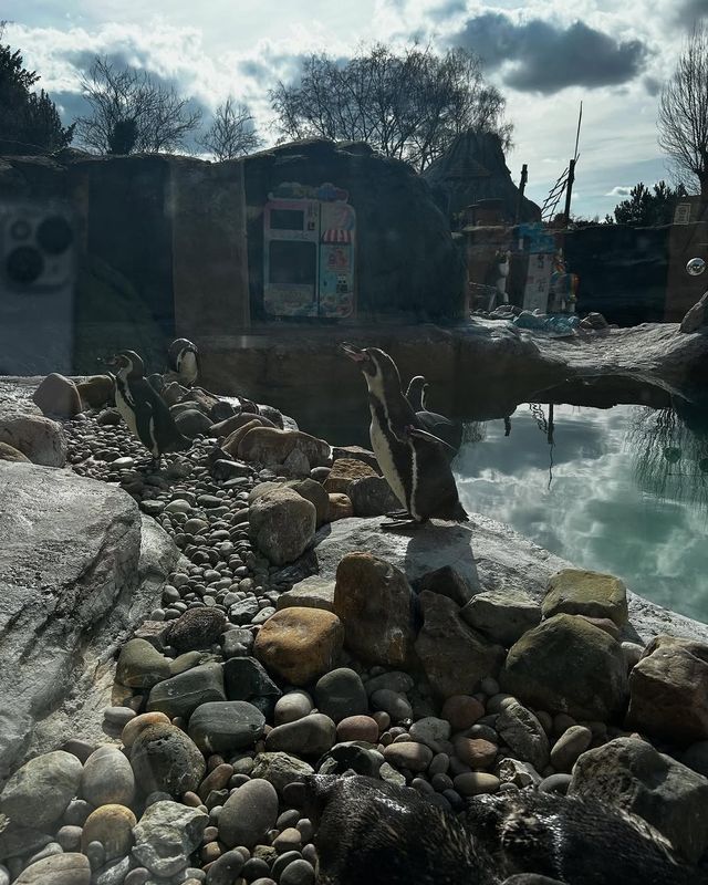 伍斯特周邊必衝！西密德蘭茲野生動物園保姆級攻略真實體驗
