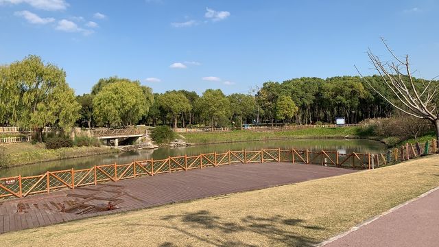 上海嘉北郊野公園嘅秋季遊記：金色稻田與田園風光