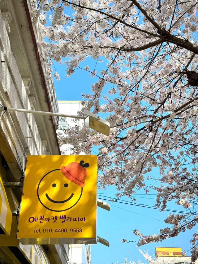 🌸濟州島 | 浪漫爆棚，櫻花已全開