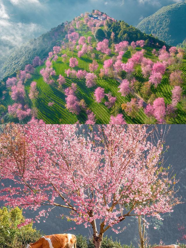 不小心掉進了無量山的花海裡面！
