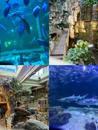 潛入韓國夢幻海底！一山韓華水族館超絕體驗