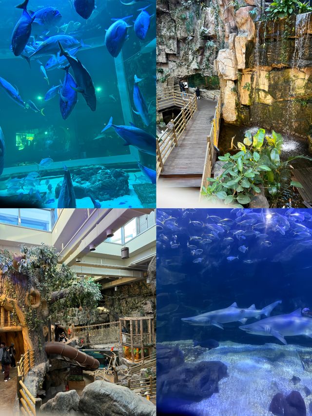 潛入韓國夢幻海底！一山韓華水族館超絕體驗