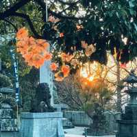 福岡宮地獄神社絕景🌆這種宿命感誰懂啊？