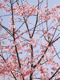 🌸貴陽限定!春日早櫻綻放,邂逅莫奈花園