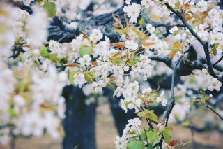 Liaocheng | The First Pear Orchard in China
