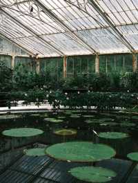 Kew Gardens Bloom Alert: Titan Arum and Monet's Water Lilies