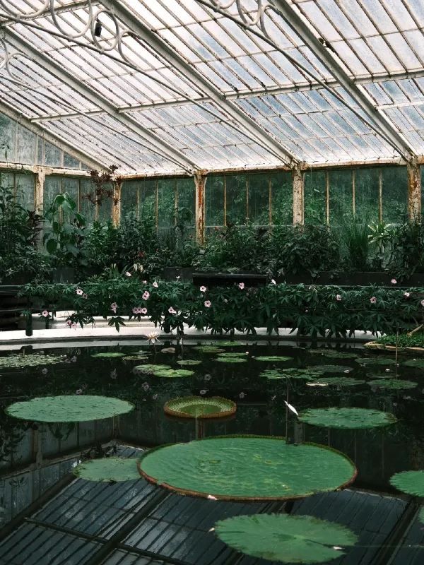 Kew Gardens Bloom Alert: Titan Arum and Monet's Water Lilies