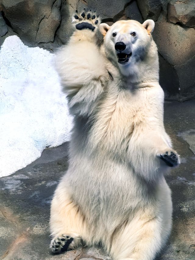 海花島海洋公園 動物互動攻略大放送