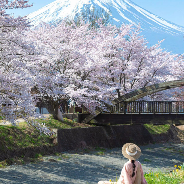 留一個春天給櫻花富士山🌸 真的美瘋