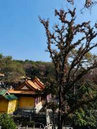 新會圭峰山｜逃離都市吸氧計劃