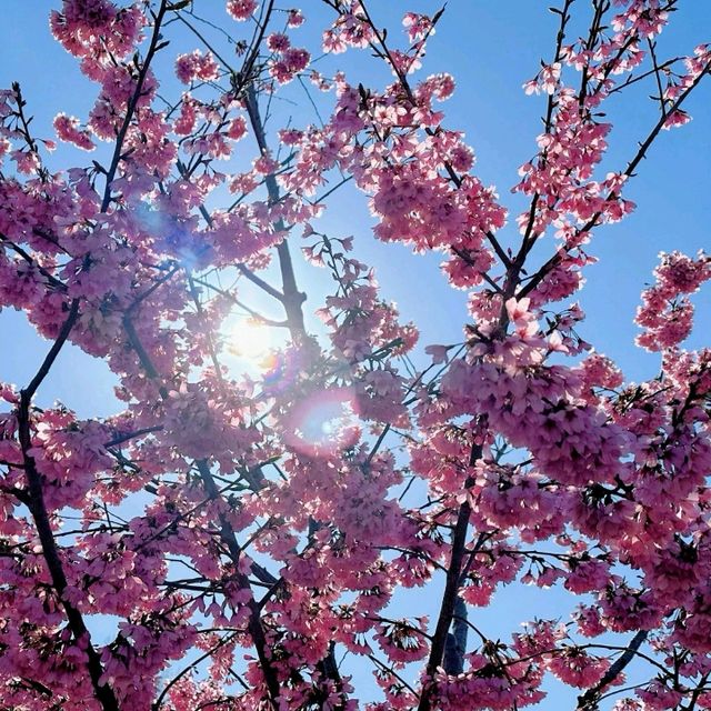 🌸今日份限定！仙台的結弦櫻雨