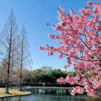 🌸今日份限定！仙台的結弦櫻雨