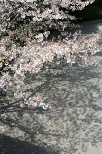 避開人潮！邂逅武漢王家墩公園的夢幻櫻海