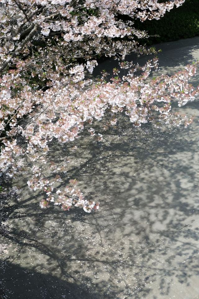 避開人潮！邂逅武漢王家墩公園的夢幻櫻海