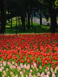 大寧公園櫻花鬱金香實拍來咯！