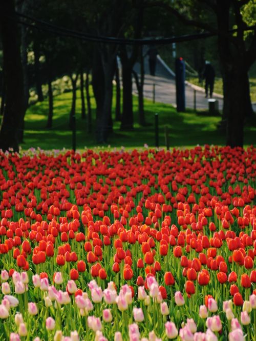 大寧公園櫻花鬱金香實拍來咯！