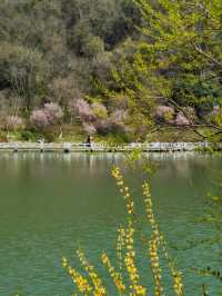 杭州的迎春花已開